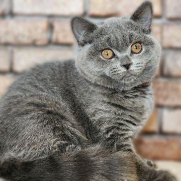 ブリティッシュショートヘア【神奈川県・女の子・2022年10月1日・ブルー】の写真「パワフルっ子😸💪」