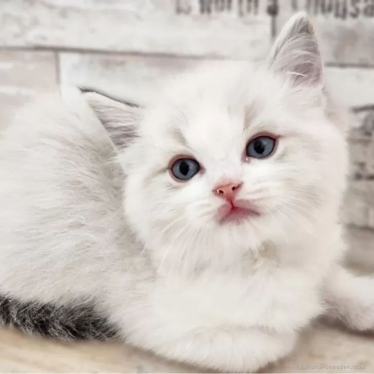 ID:2412-00245の子猫