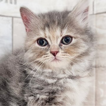 サイベリアン【神奈川県・女の子・2024年10月12日・ブルーパッチドタビー】の写真「あさりBaby😼THE.猫顔✨」