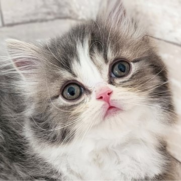 サイベリアン【神奈川県・男の子・2024年10月12日・ブルータビーホワイト】の写真「あさりBaby😼ふてぶてしさ満点💯」