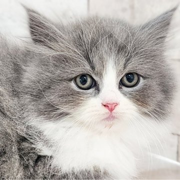 サイベリアン【神奈川県・男の子・2024年10月8日・ブルーホワイト】の写真「さよりBaby🐈️綺麗なハチワレくん🎆」