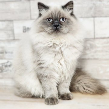 サイベリアン【神奈川県・男の子・2024年5月20日・ブルーポイント】の写真「もふタヌキに成長中🐈ゴロゴロも止まりません🎇」