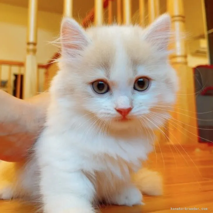 ID:2306-02435の子猫