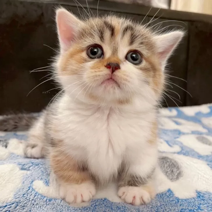 ID：2405-02920の子猫