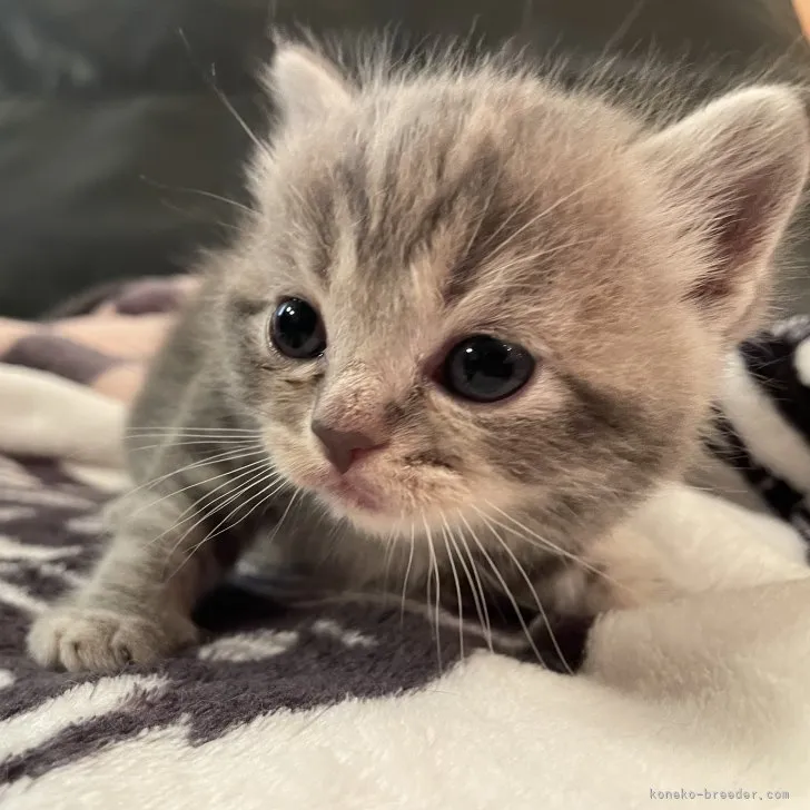 ID:2307-03235の子猫