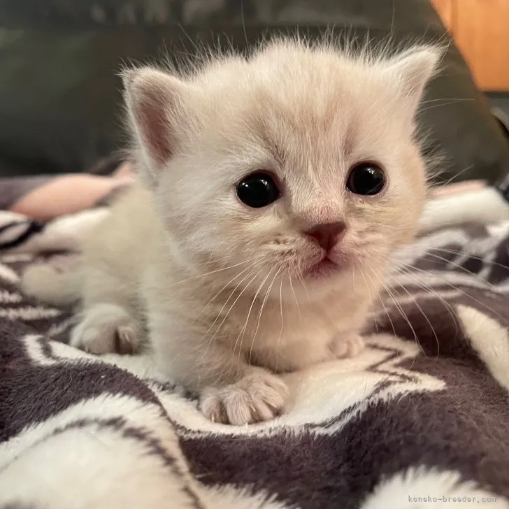 ID:2307-03226の子猫