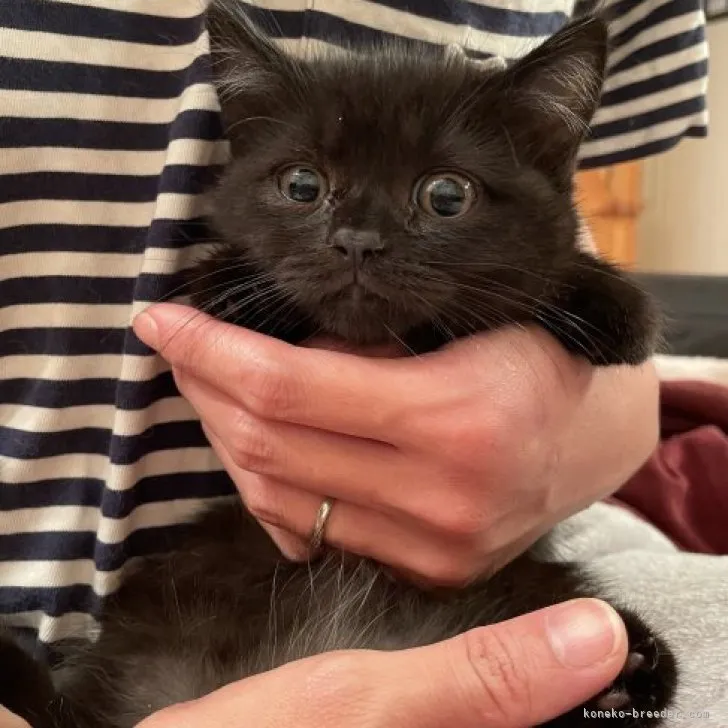 ID:2308-03083の子猫