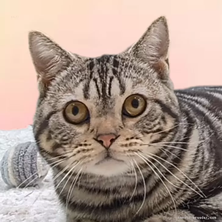 ID:2401-01986の子猫