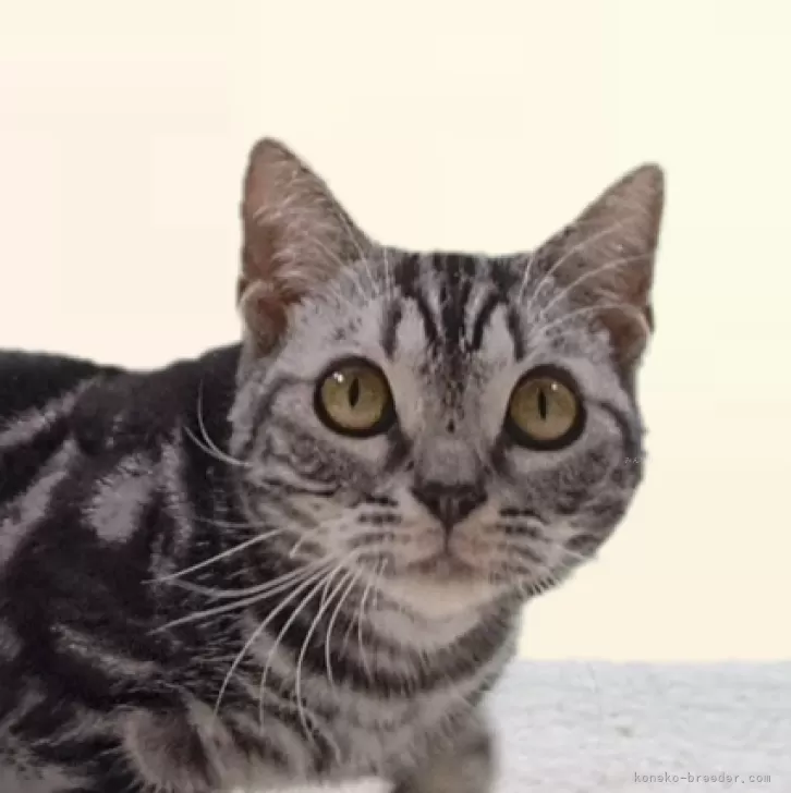ID:2412-01706の子猫