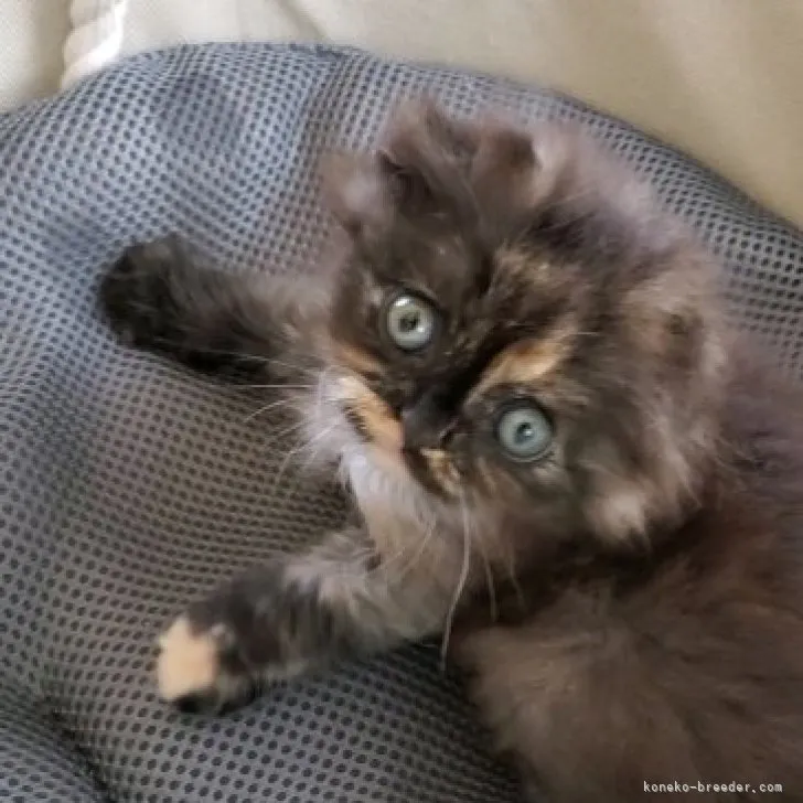 ID:2308-01052の子猫