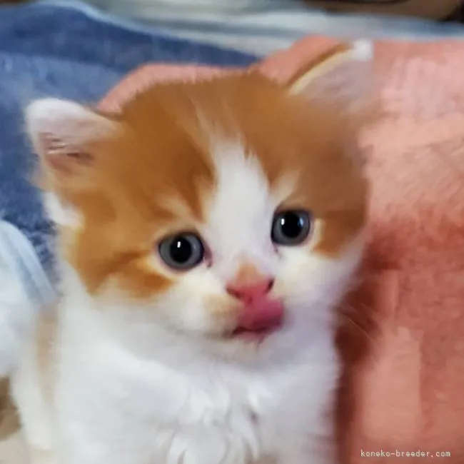 けいちゃん 様のお迎えした子猫