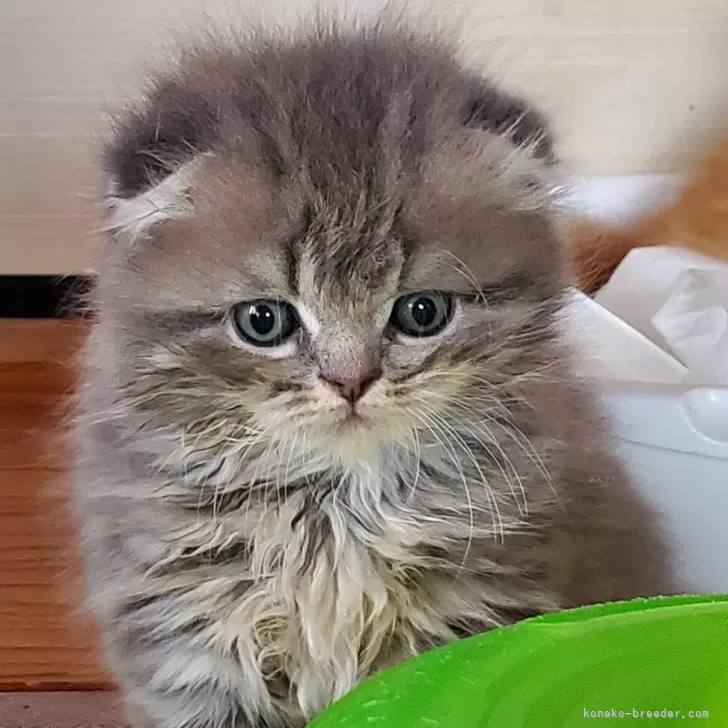 ID:2404-00627の子猫