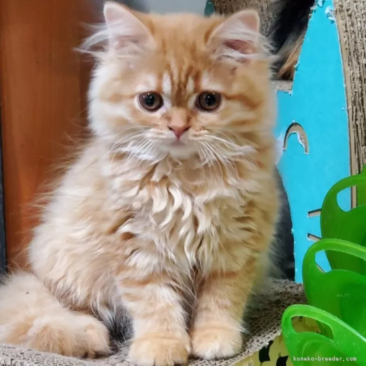 ID:2404-00251の子猫