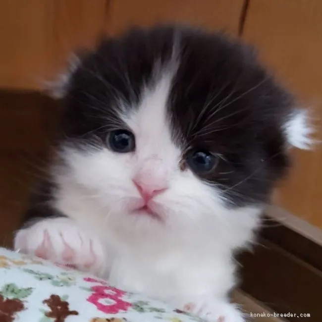 のんちゃん 様のお迎えした子猫