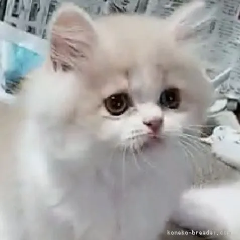 ID:1809-00086の子猫