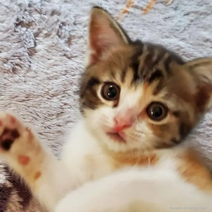 ID:2207-02196の子猫