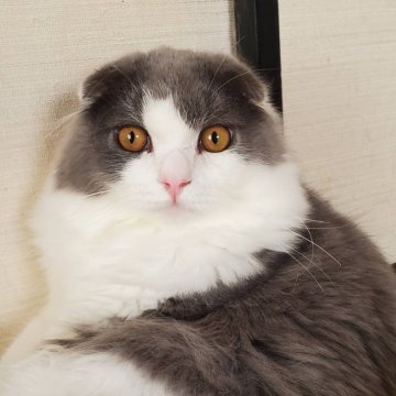 ハチワレってどんな猫？ ハチワレ猫の特徴や性格、魅力をご紹介｜みんなの子猫ブリーダー