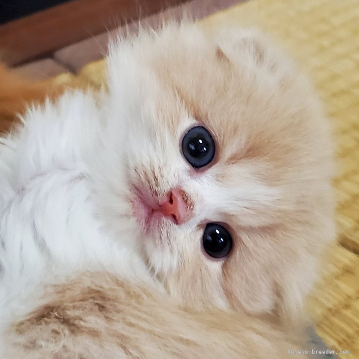 ブリーダー画像