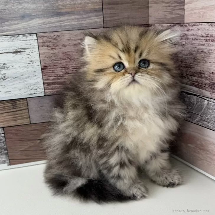 ID:2411-00198の子猫