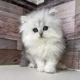 ペルシャ