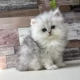 ペルシャ