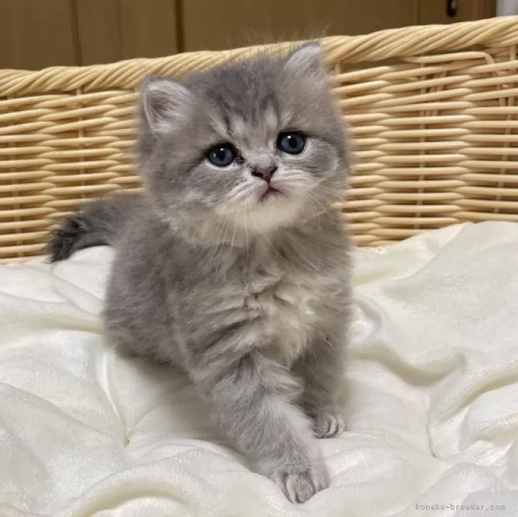 ID：2406-02541の子猫