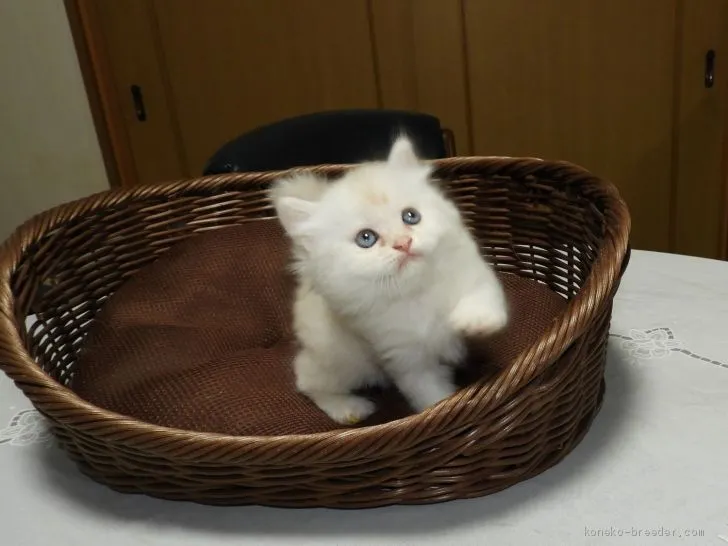 ID:2007-00245の子猫