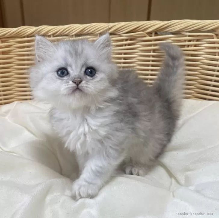 ID:2406-02431の子猫