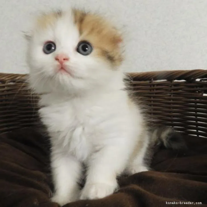 みくちゃん 様のお迎えした子猫