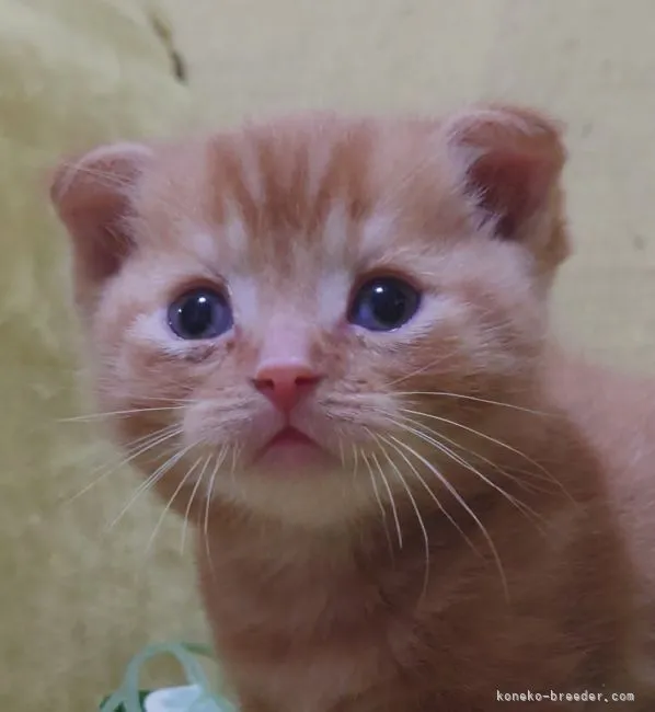 こうじ 様のお迎えした子猫