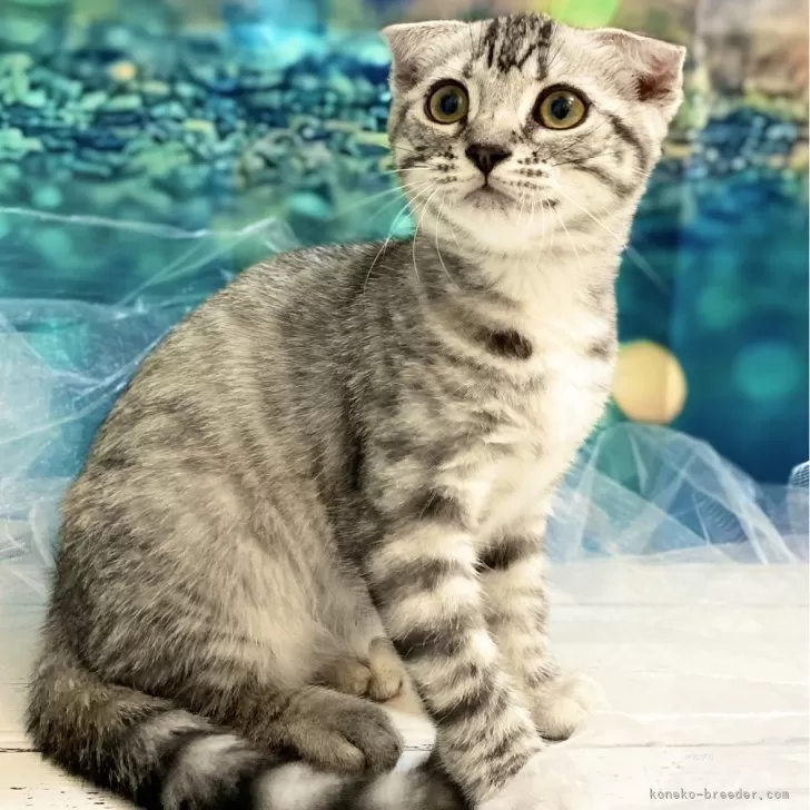 ID:2408-02001の子猫