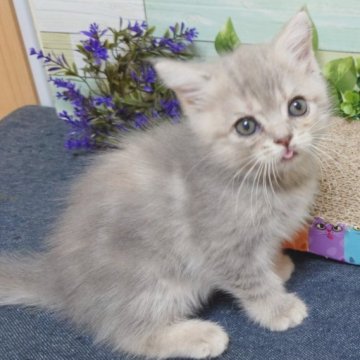 マンチカン(長足)【大阪府・女の子・2023年4月3日・ブルータビー】の写真「とても元気な女の子💕お顔も可愛いですょ💕」