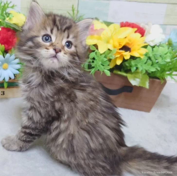 ID:2503-01037の子猫