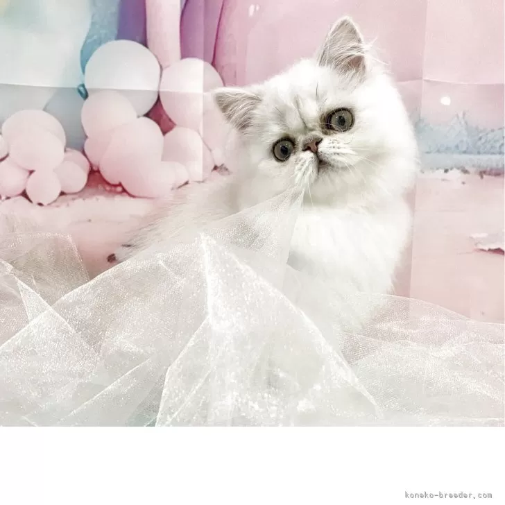 ID:2502-00878の子猫