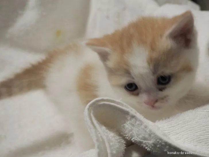 はな 様のお迎えした子猫