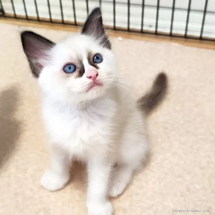 ウィエンナ 様のお迎えした子猫