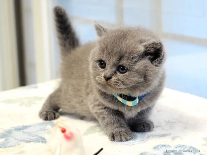 あおちゃんの家族 様のお迎えした子猫