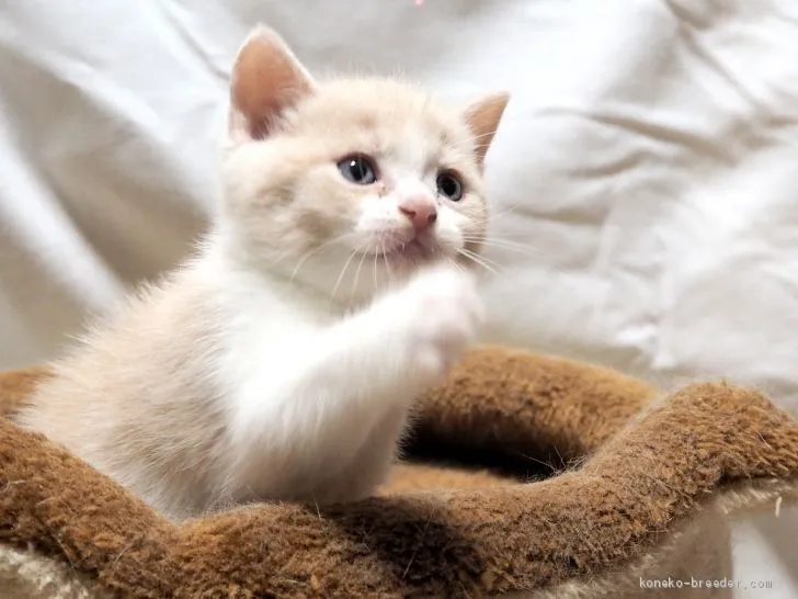 ありさ 様のお迎えした子猫