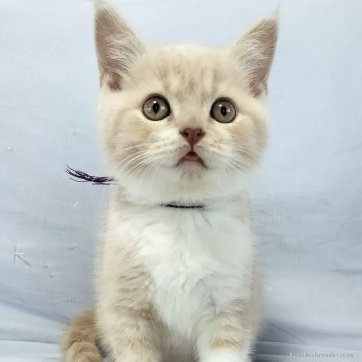 ID:2411-02319の子猫