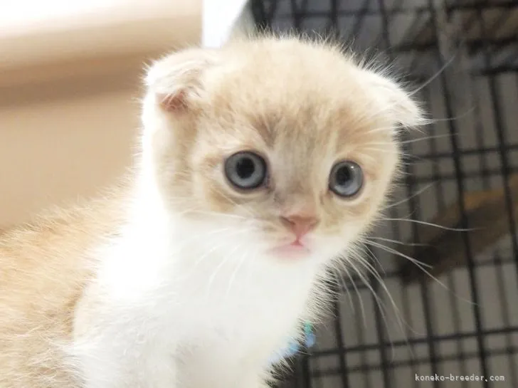 まほりん 様のお迎えした子猫