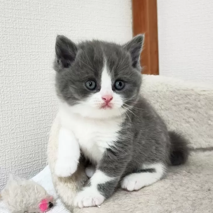 道草 様のお迎えした子猫