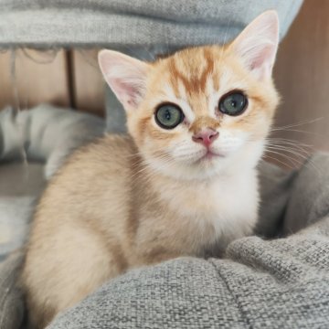 ブリティッシュショートヘア【三重県・男の子・2024年7月1日・ゴールデン（ショートヘア）】の写真「とても可愛い男の子🥰」