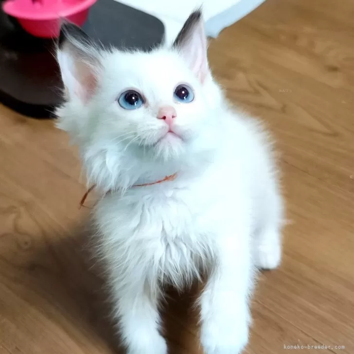 ID:2502-01076の子猫