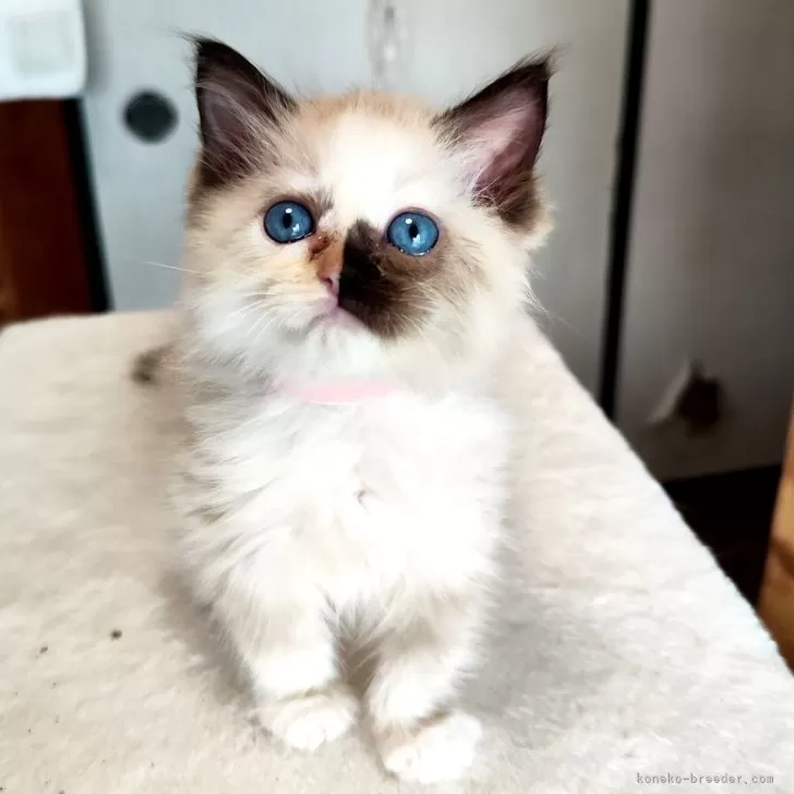 コバ 様のお迎えした子猫