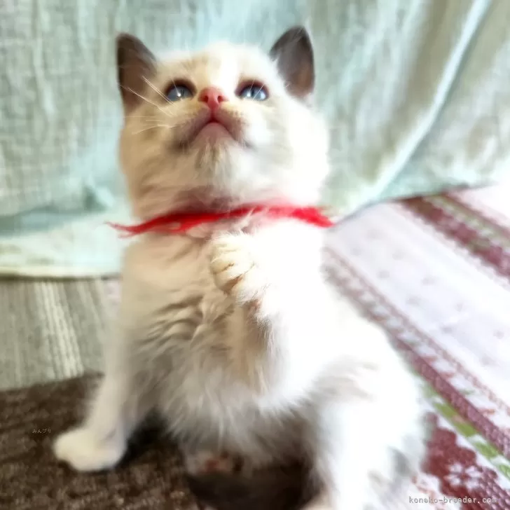 ID:2502-01072の子猫
