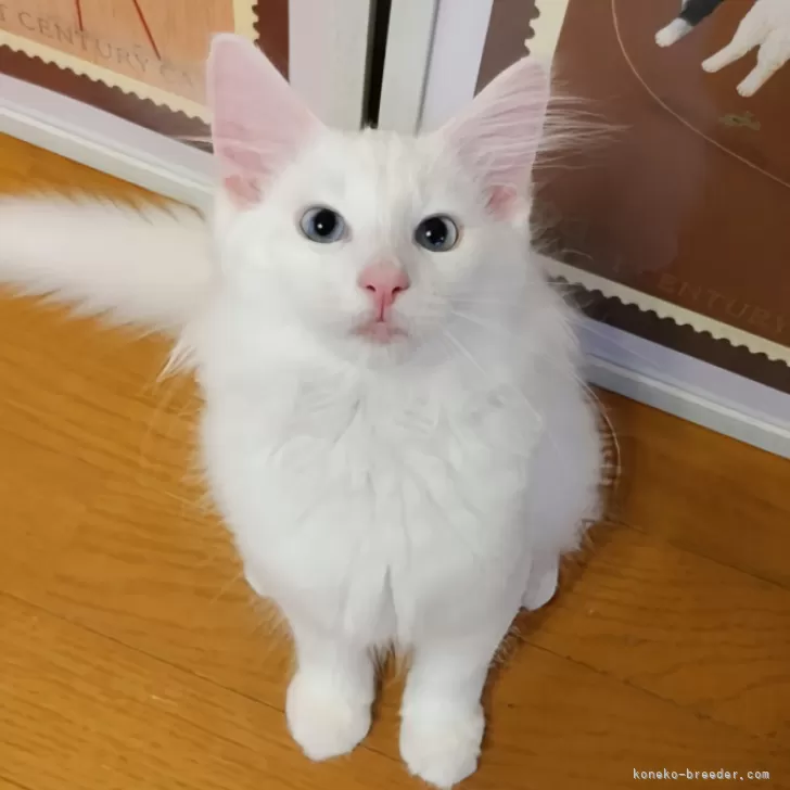 ID:2407-00964の子猫