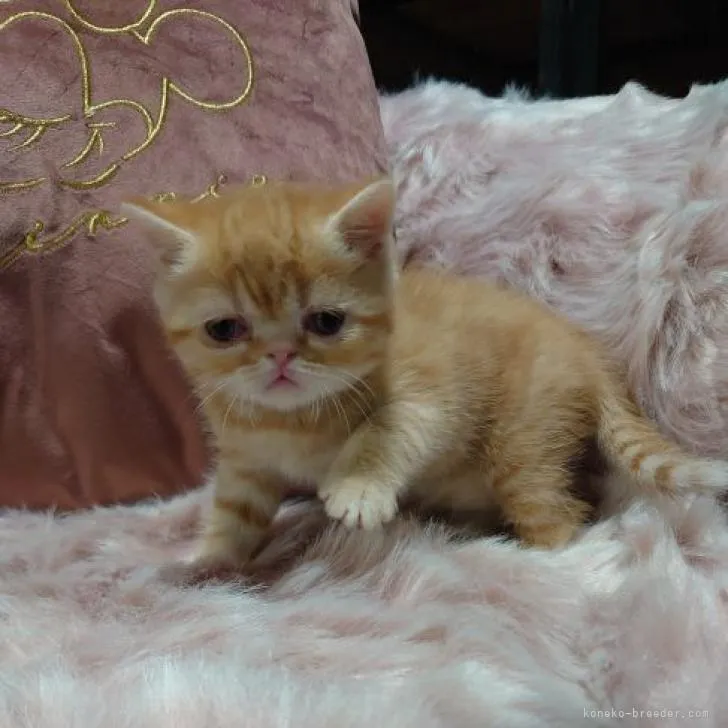 ID:2211-02686の子猫