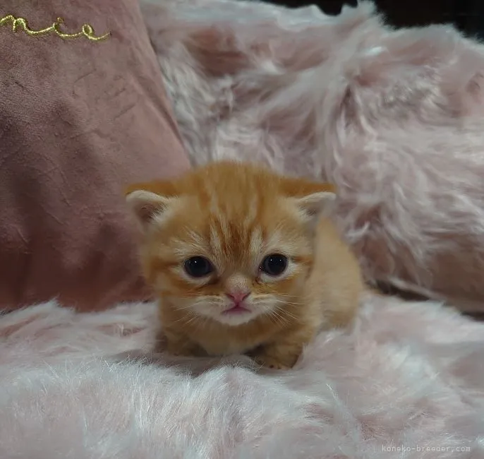 ID:2211-02129の子猫