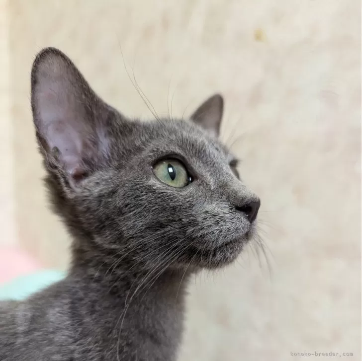 ID:2410-02154の子猫
