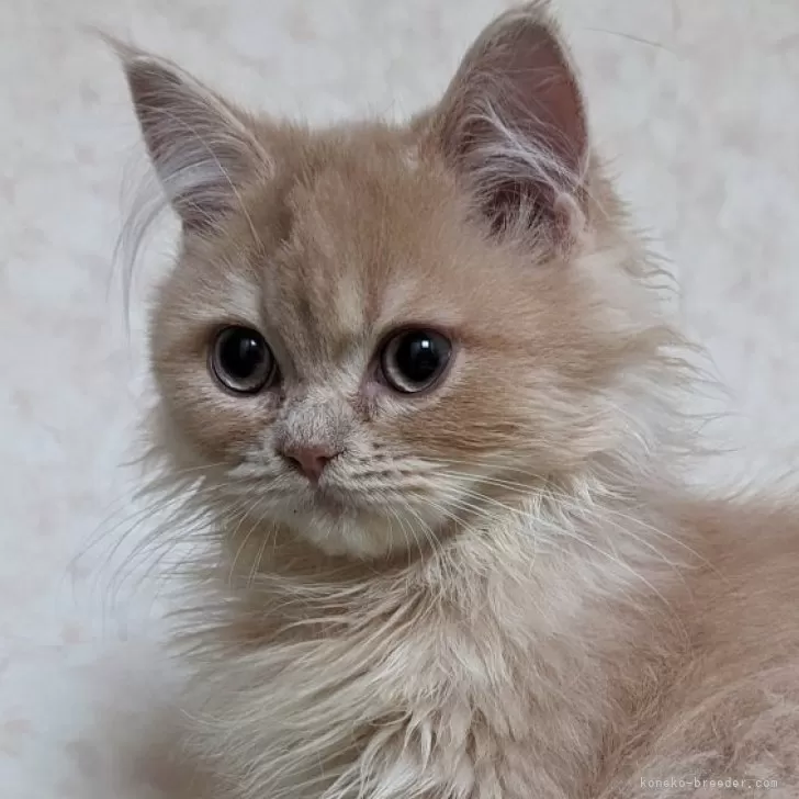 ID:2405-00755の子猫